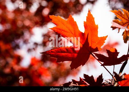 Beautiful leaves in autumn colors in a national park Stock Photo
