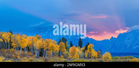 Aspen tree forest in autumn at sunset and Teton Range, Grand Teton National Park, Wyoming, USA Stock Photo