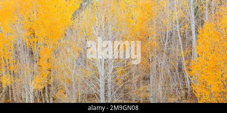 Landscape with aspen tree forest in autumn, Dixie National Forest, Boulder Mountain, Utah, USA Stock Photo