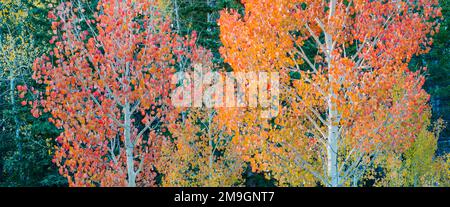 Landscape with aspen trees (Populus tremuloides) in autumn, Dixie National Forest, Boulder Mountain, Utah, USA Stock Photo