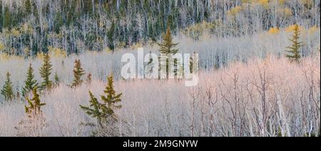 Forest with aspens (Populus tremuloides) and douglas firs (Pseudotsuga menziesii) in autumn, Dixie National Forest, Boulder Mountain, Utah, USA Stock Photo