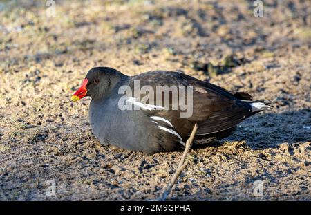 The Moorhen is a common aquatic bird of the inland waterways around UK. They are resident year-round and are capable of handling all weather. Stock Photo