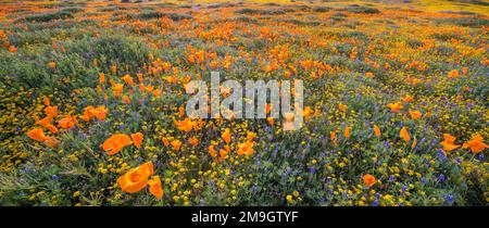 Landscape with California poppies (Eschscholzia californica), Antelope Valley California State Poppy Reserve, California, USA Stock Photo