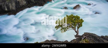 Beech tree (Nothofagus betuloides) on cliff above Salto Grande waterfall, Torres del Paine National Park, Chile Stock Photo