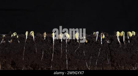 Sprouted soybean shoots with roots on a black background Stock Photo