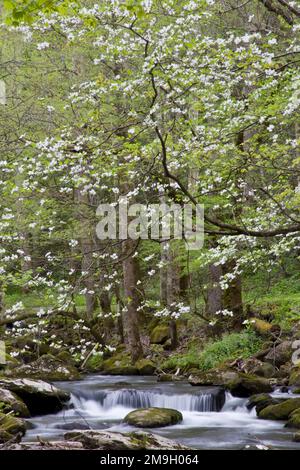 66745-04004 Dogwood trees in spring along Middle Prong Little River, Tremont area, Great Smoky Mountains National Park,TN Stock Photo