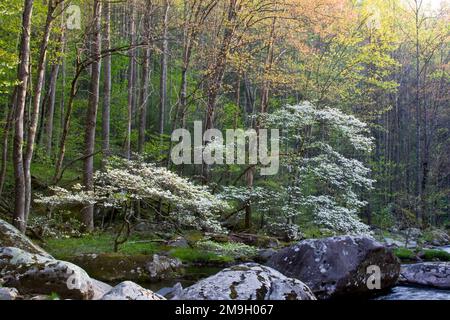 66745-04016 Dogwood trees in spring along Middle Prong Little River, Tremont area, Great Smoky Mountains National Park,TN Stock Photo