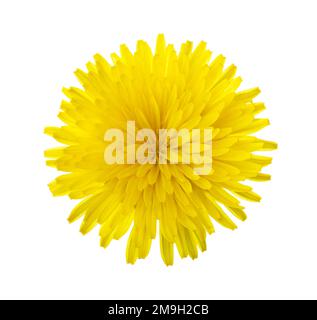 Close-up of yellow Dandelion flower isolated on white background. Stock Photo