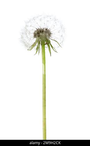 Dandelion ( seed head)  isolated on white background. Stock Photo