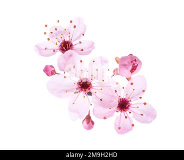 Up-close light pink Cherry blossoms ( Sakura) isolated on a white ...