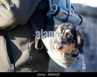 Dortmund, Germany. 18th Jan, 2023. The rough-haired dachshund 'Bellis', trained as a hunting dog, has made itself comfortable in a backpack at a preview of the 'Jagd & Hund' trade fair. To the according to fair organizer Europe-wide largest hunt fair starting from 24.01.2023 six days long approximately 800 offerers are expected. Credit: Roland Weihrauch/dpa/Alamy Live News Stock Photo