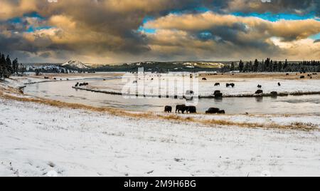 Bison grazing near Firehole River in winter, Fountain Flat Drive, Yellowstone National Park, Wyoming, USA Stock Photo