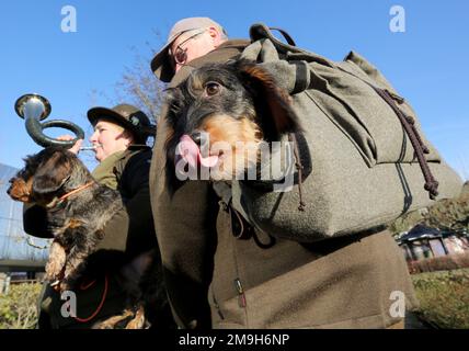 Dortmund, Germany. 18th Jan, 2023. The rough-haired dachshund 'Bellis', trained as a hunting dog, has made itself comfortable in a backpack at a preview of the 'Jagd & Hund' trade fair. To the according to fair organizer Europe-wide largest hunt fair starting from 24.01.2023 six days long approximately 800 offerers are expected. Credit: Roland Weihrauch/dpa/Alamy Live News Stock Photo