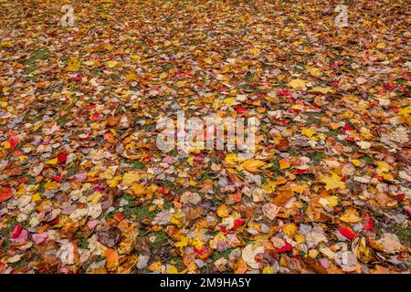Fallen leaves in autumn colors on grass, Oregon, USA Stock Photo