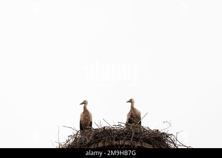 A pair of storks build their eyrie in spring and then mate Stock Photo