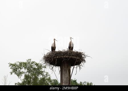A pair of storks build their eyrie in spring and then mate Stock Photo