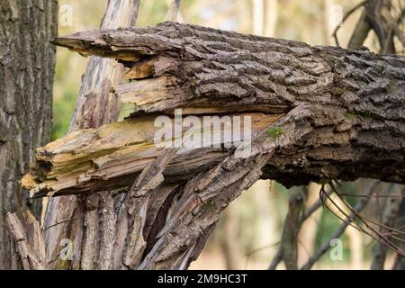 Tree trunk broken by high winds in forest near river has coarse bark and pale yellowish inner wood splintered and resting at 90 degrees on other trees Stock Photo