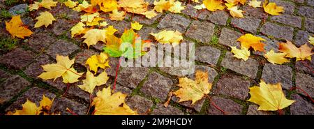 Autumn colored maple leaves on cobblestone, Lappeenranta, South Karelia, Finland Stock Photo