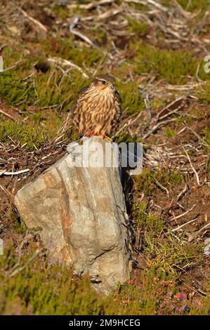 Merlin (Falco columbarius) juvenile bird perched on boulder on upland moor, Inverness-shire, Scotland, August 2014 Stock Photo