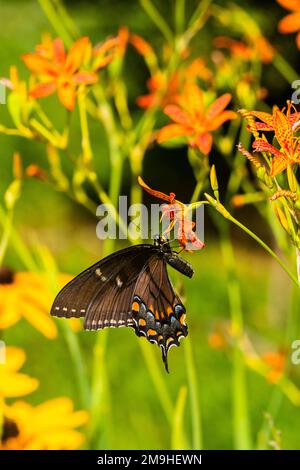 Eastern tiger swallowtail (Papilio glaucus) on blackberry lily (Belamcanda chinensis), Marion County, Illinois, USA Stock Photo