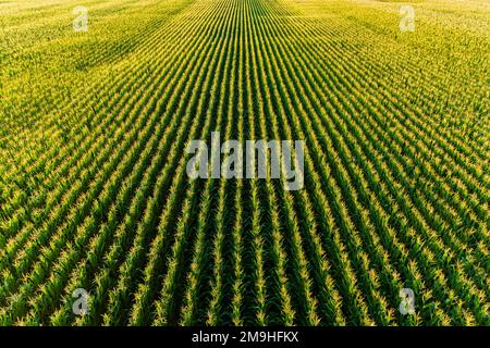 Aerial view of corn field, Marion County, Illinois, USA Stock Photo