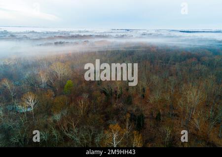 Aerial view of forest in fog at sunrise in autumn, Stephen A. Forbes State Park, Marion County, Illinois, USA Stock Photo