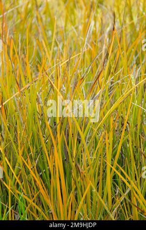 Libertia peregrinans Gold Leaf, wandering Chilean iris Gold Leaf, evergreen perennial, sword-shaped leaves coloured olive green and shades of deep ora Stock Photo