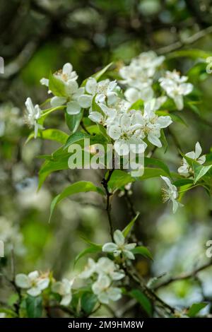 Malus sikkimensis, Flowering Crab Apple, in autumn Stock Photo - Alamy