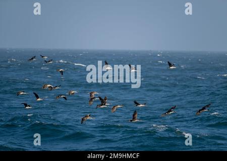 South Georgia shags (Leucocarbo georgianus), also known as the South Georgia cormorants, flying back to their nesting colony on the Shag Rocks, six sm Stock Photo