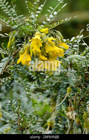 Sophora Hilsop, Sophora microphylla Hilsop, Sophora microphylla Sun King, Sophora Sun King,  kowhai Sun King, evergreen shrub with yellow pea-type flo Stock Photo