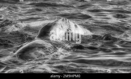 Seal mother and baby kiss Stock Photo