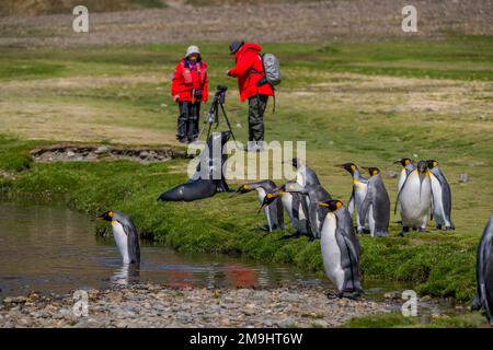 Tourists with King penguins (Aptenodytes patagonicus) and an Antarctic fur seal in Fortuna Bay on South Georgia Island, Sub-Antarctica.