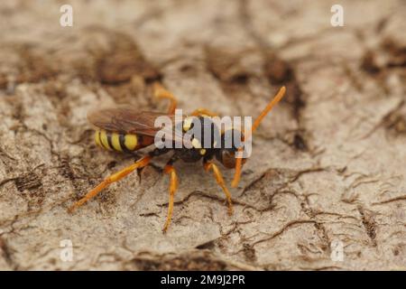 Detailed natural closeup on a colorful female solitary cuckoo painted nomad bee, nomada fucata, standing on the sand Stock Photo
