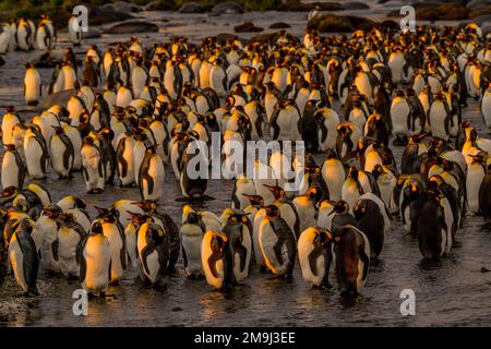 View of King penguins (Aptenodytes patagonicus) early morning at sunrise on the beach at the King penguin colony at Gold Harbor, South Georgia Island, Stock Photo