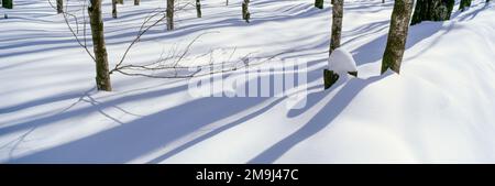 Tree shadows on white snow Stock Photo