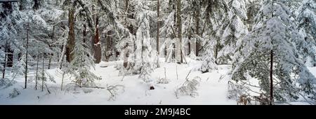 Evergreen trees in forest in winter Stock Photo