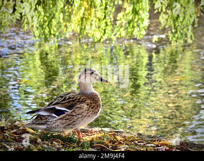 Female Mallard Duck stood beside a pond under a weeping willow tree Stock Photo