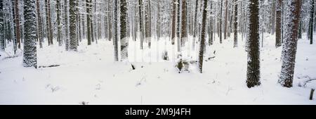 Tree trunks in forest in winter Stock Photo