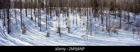 Shadows of trees on snow in forest Stock Photo