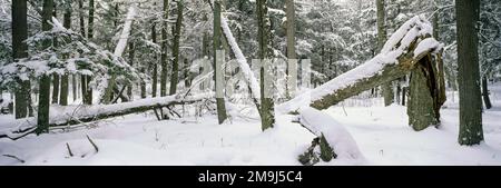 Fallen trees in forest in winter Stock Photo