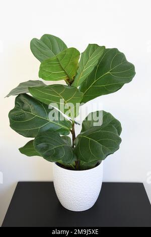 Fiddle leaf fig tree (Ficus lyrata), a popular house plant. Close up of big green leaves, isolated on a white background, in landscape orientation. Stock Photo