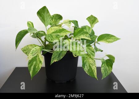 Marble queen pothos houseplant (Epipremnum aureum). Isolated on a white background and black table. Green and white variegated leaves. Stock Photo