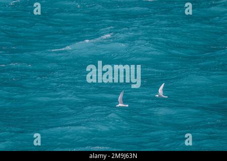 Two snow petrels (Pagodroma nivea) flying over the milky meltwaters in Drygalski Fjord on South Georgia Island, sub-Antarctica. Stock Photo