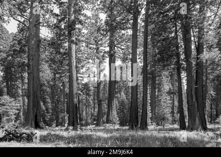 the famous big sequoia trees are standing in Sequoia National Park, Giant village area , big famous Sequoia trees, mammut trees Stock Photo