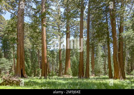 the famous big sequoia trees are standing in Sequoia National Park, Giant village area , big famous Sequoia trees, mammut trees Stock Photo