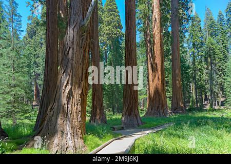 the famous big sequoia trees are standing in Sequoia National Park, Giant village area , big famous Sequoia trees, mammut trees Stock Photo