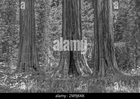 the famous big sequoia trees are standing in Sequoia National Park, Giant village area , big famous Sequoia trees, mammut trees Stock Photo