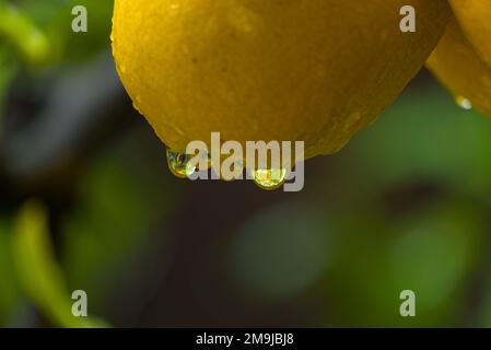 Lemon with rain drops at the bottom. Stock Photo