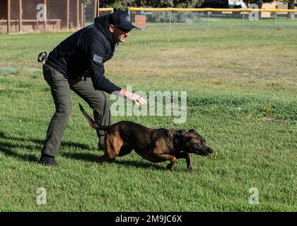 Brandon Esparza, Meridian Police Department officer, releases his K-9, KB, to apprehend a decoy in a bitesuit during a competition with the 366th Security Forces Squadron K-9 team on May 19, 2022 at Mountain Home Air Force Base, ID. The competition was designed to show off the K-9s’ capabilities and how they accomplish their missions, and it provides the chance to learn from one another. Stock Photo