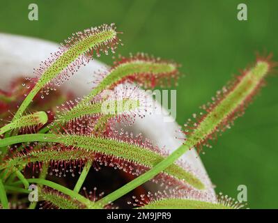 close up of a carnivorous plant, Drosera Capensis, a insectivorous plant with mucilaginous glands Stock Photo